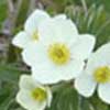 Narcissus Anemone