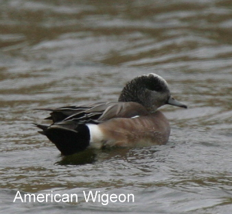 American Wigeon, May 27, 2007, Lake Andrew ponds.