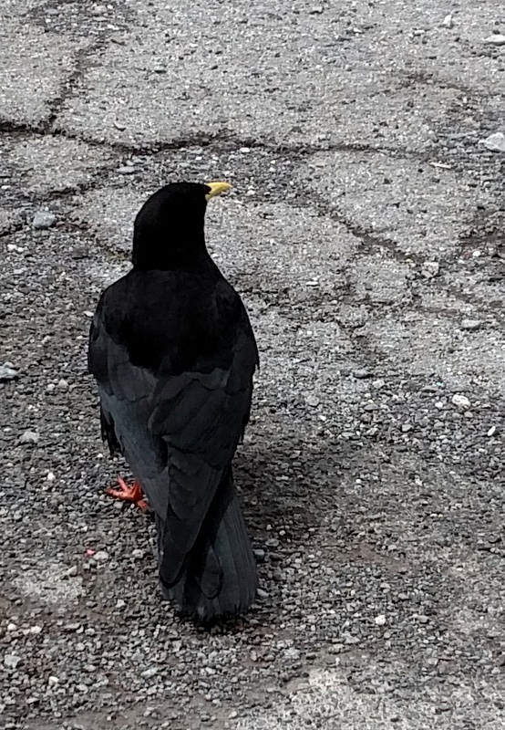 Alpine Chough, Leuk, Switzerland, June 26, 2016 (Barb took this one with her cell phone!)