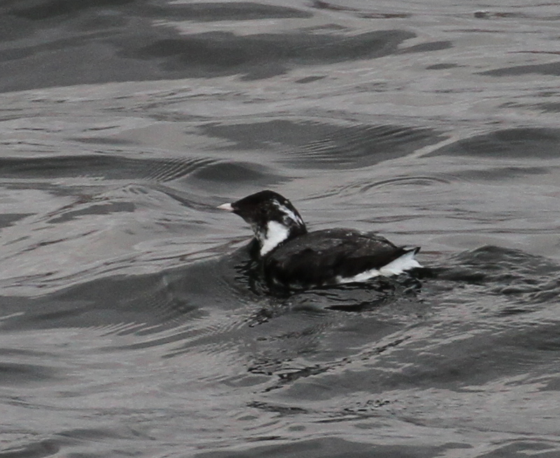 Ancient Murrelet, Sweeper Cove, May 20, 2015