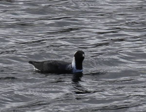 Ancient Murrelet, Sweeper Cove, May 21, 2014.