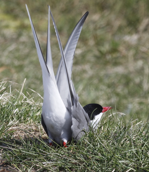 Arctic Tern, Potters Marsh, Anchorage, May 15, 2014