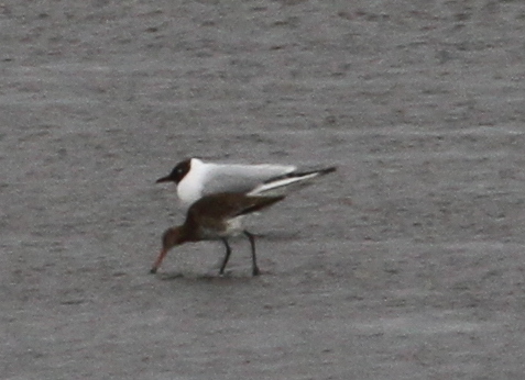 Black-headed Gull and Black-tailed Godwit, Clam Lagoon, May 23, 2015