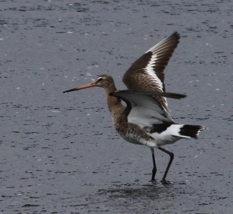 Black-tailed Godwit, Clam Lagoon, May 24, 2015