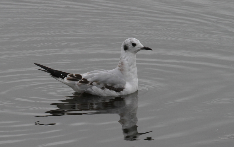 Bonaparte's Gull, West Chester Lagoon, Anchorage, Anchorage, Sept 17, 2015.