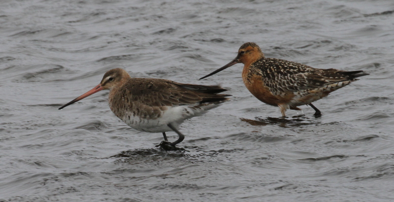 Black-tailed Godwit (left) with Bar-tailed Godwit, Clam Lagoon, May 22, 2015