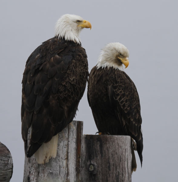 Bald Eagles, Sweeper Cove, May 17, 2014.