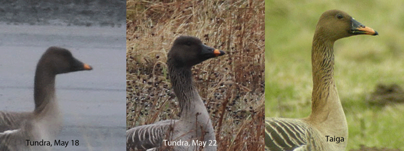 Tundra Bean Goose, Airport, May 18 -- Tundra Bean Goose - Contractor's Camp Marsh, May 22 -- Taiga Bean Goose (from the internet).