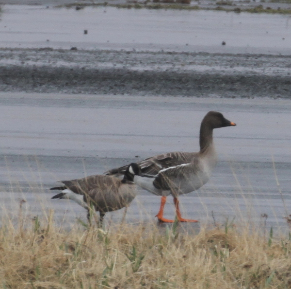 Tundra Bean Goose (with Cackling Goose), Airport, May 18, 2015