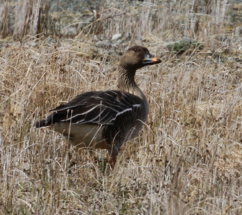 Tundra Bean Goose, Contractor's Camp Marsh, May 20, 2015