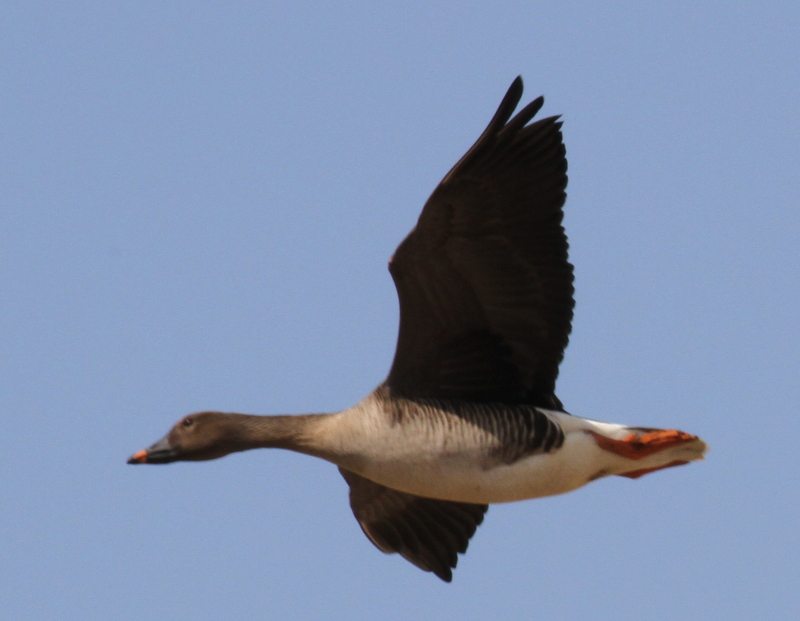 Tundra Bean Goose, Contractor's Camp Marsh, May 20, 2015