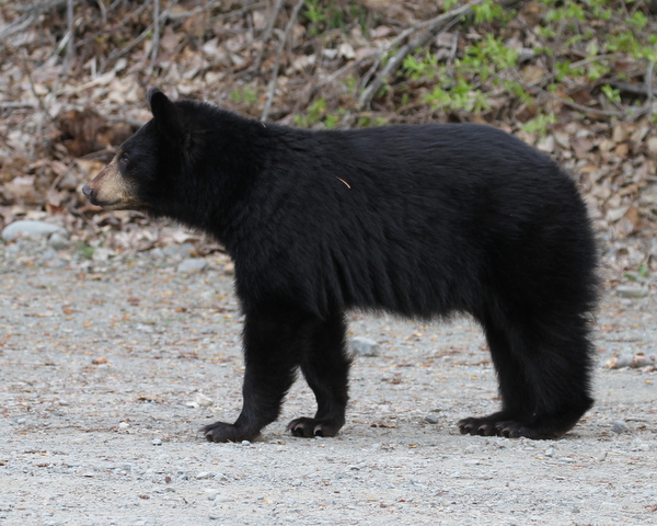 Black Bear, Arctic Valley Road, Anchorage, May 14, 2015.