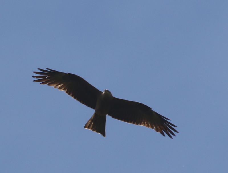 Black Kite, Auried at Kleinbosingen, June 18, 2016