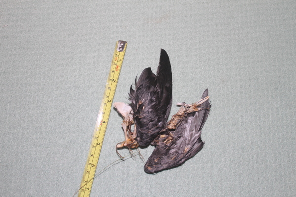 Bird carcass, Clam Lagoon, Sept 5, 2013