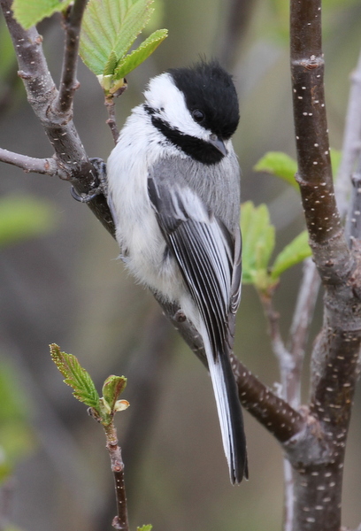 Black-capped Chickadee, Potters Marsh, Anchorage, May 14, 2015.