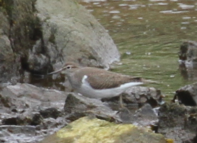 Common Sandpiper, Sweeper Channel, May 26, 2015