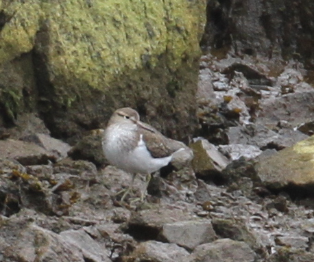 Common Sandpiper, Sweeper Channel, May 26, 2015