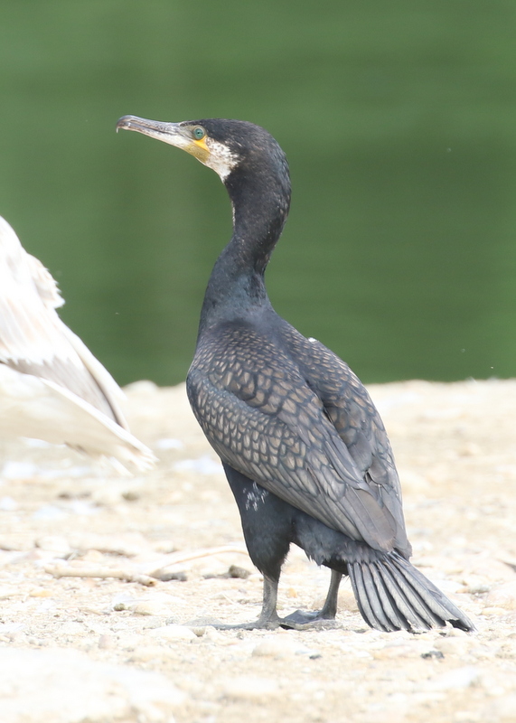 Great Cormorant, The Dombes, France, June 25, 2016