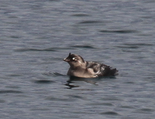 Crested Auklet, off the Sweeper Cove breakwater, Sept 24, 2014