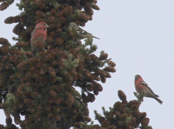 White-winged Crossbills, Arctic Valley Road, Anchorage, May 14, 2015.