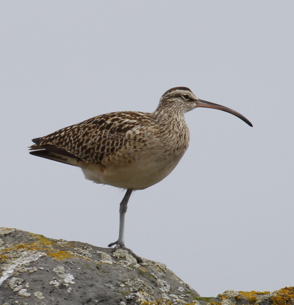 Bristle-thighed Curlew, Seawall, May 25, 2014. (One-legged variety)