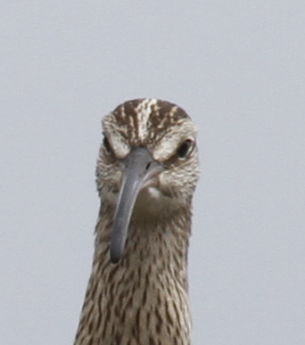 Bristle-thighed Curlew, Seawall, May 25, 2014. What a schnoz!