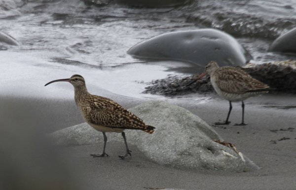 Bristle-thighed Curlew and Bar-tailed Godwit, Clam Lagoon Seawall, May 26, 2014.