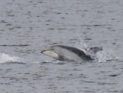 Pacific White-sided Dolphin, Sweeper Cove, Sept 15, 2013.