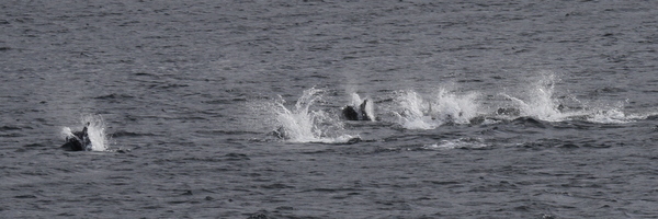Pacific White-sided Dolphins, Sweeper Cove, Sept 15, 2013.
