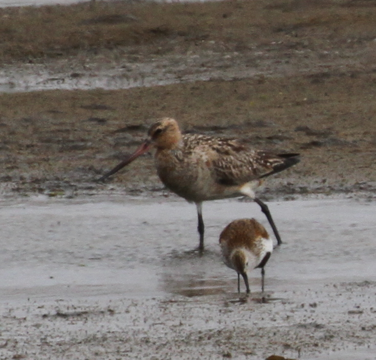Bar-tailed Godwit and Dunlin, Clam Lagoon, May 20, 2015