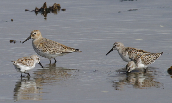 Dunlin and 3 Western Sandpipers, Clam Lagoon, Sept 9, 2013.