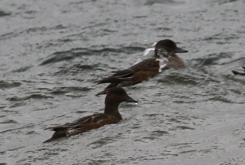 Eurasian Wigeon, Lake Andrew, Sept 30, 2015. Braving the wind-driven waves.