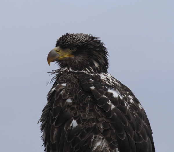 Bald Eagle, Lake Shirley, May 29, 2013