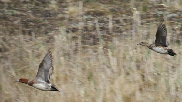 Eurasian Wigeon, Sweeper Creek, May 17, 2015