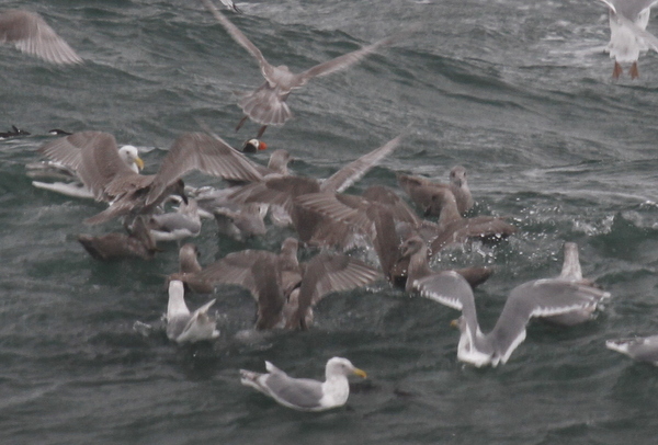 Feeding Frenzy, Glaucous-winged Gulls, Horned Puffin, Common Murre, Adak, Sept 7, 2013.