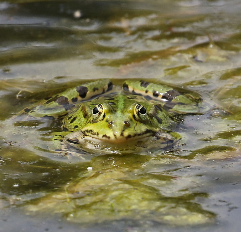 Frog (species?), Auried at Kleinbosingen, June 18, 2016