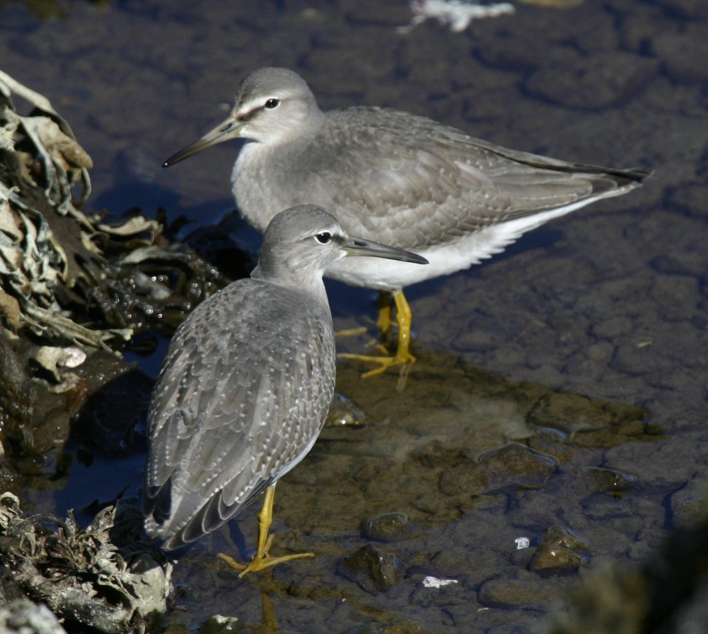 Gray-tailed Tattlers, Sept 20, 2007, Clam Lagoon.