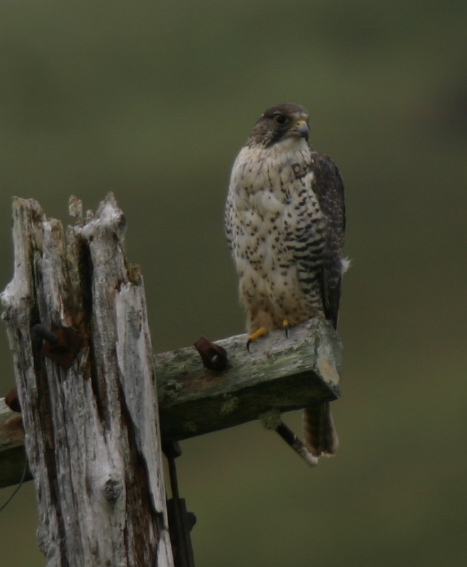 Gyrfalcon, May 12, 2006, on road to Loran Station