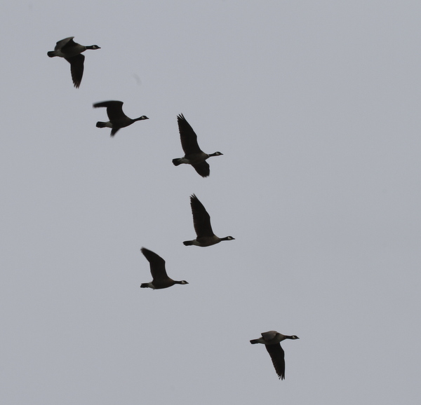 Cackling Geese, Clam Lagoon, May 16, 2014
