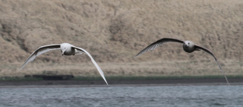 Glaucous Gull (left) with Glaucous-winged Gull, Clam Lagoon, May 20, 2015