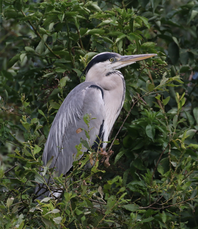 Gray Heron, The Dombes, France, June 25, 2016