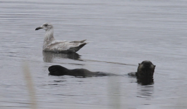Sea Otter with Glaucous-winged Gull, Clam Lagoon, May 23, 2013.