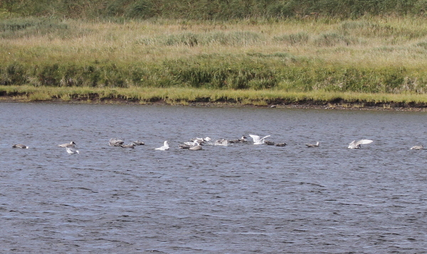 Gulls bathing in Lake Shirley, Sept 12, 2013
