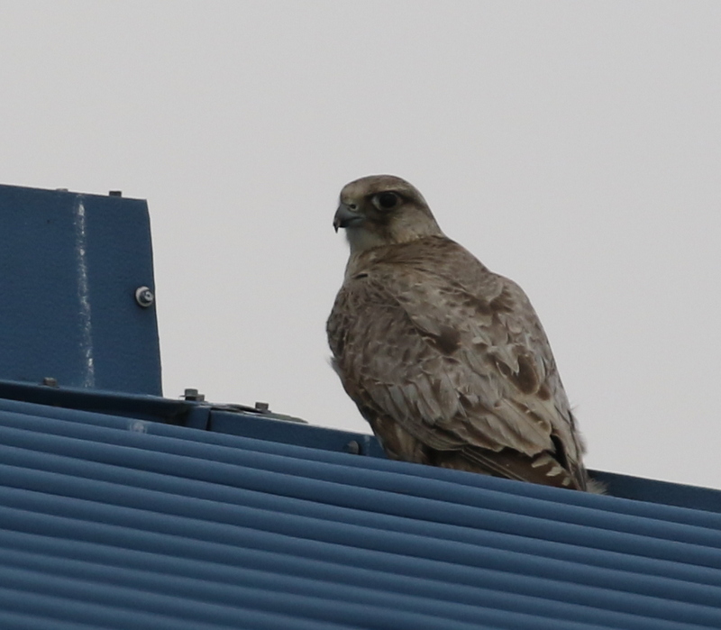 Gyrfalcon, Blue Building, May 18, 2016