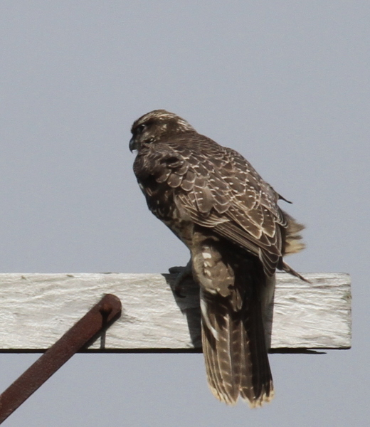 Gyrfalcon, road to Loran Station, Sept 18, 2014.