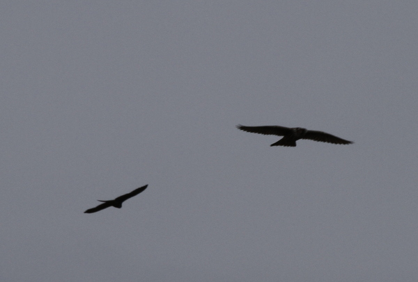 Peregrine Falcon (left) and Gyrfalcon, Clam Lagoon, Sept 16, 2013.