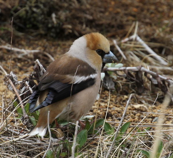 Hawfinch, near Airport Ponds, May 14, 2015.