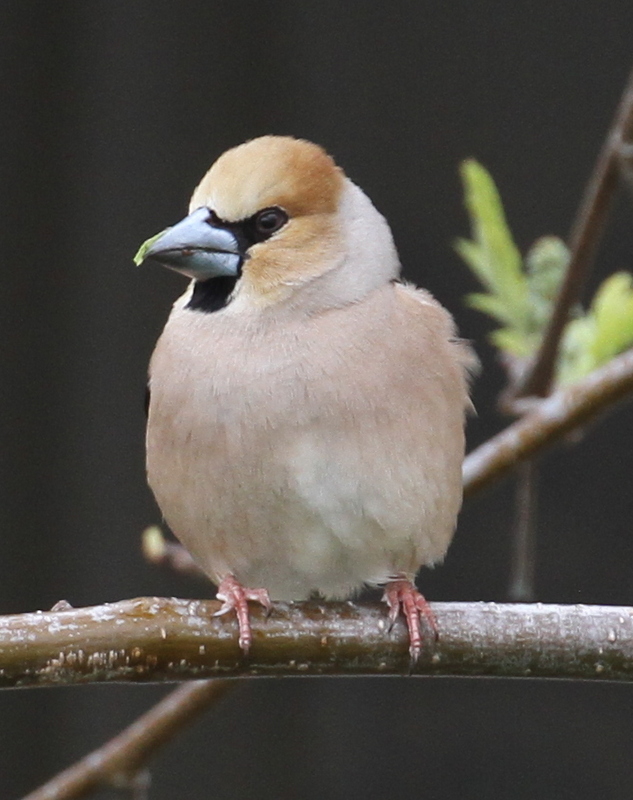 Hawfinch, City of Adak (Yes, it is classified as a city!), May 23, 2015