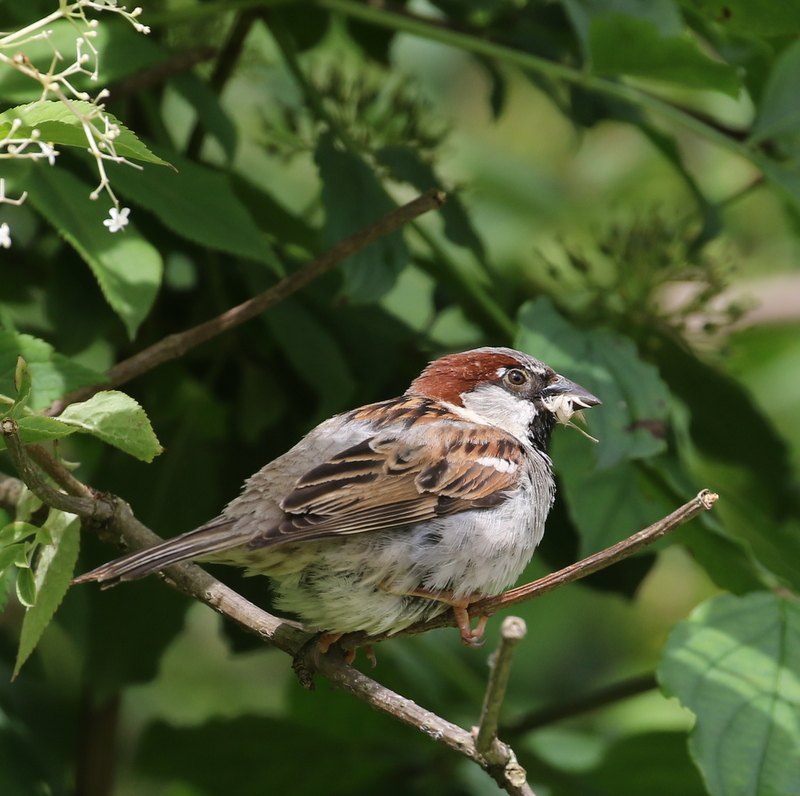 House Sparrow (they're native here!), La Sauge Nature Center, June 18, 2016