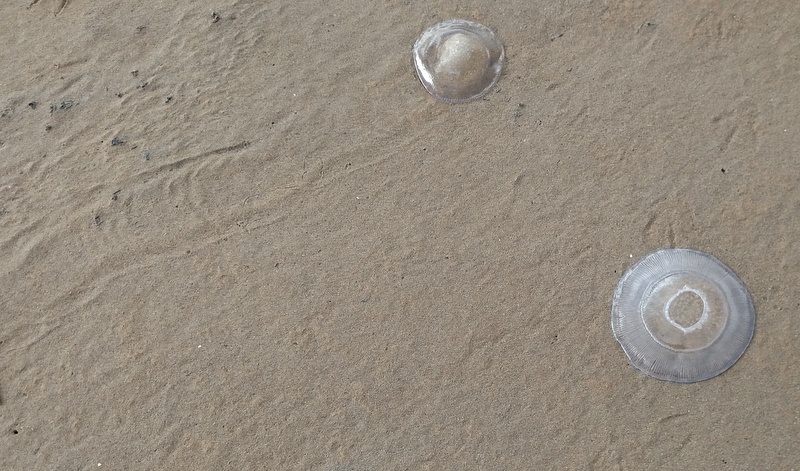 Stranded Jellyfish, Clam Lagoon, Sept 28, 2015. Note the track made by the upper one.